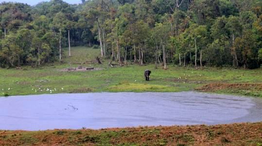 gorumara national park, dooars tour package of gorumara
